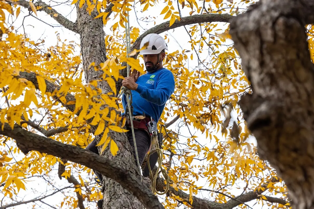 Skilled Tree Planing crew working in Reedsville